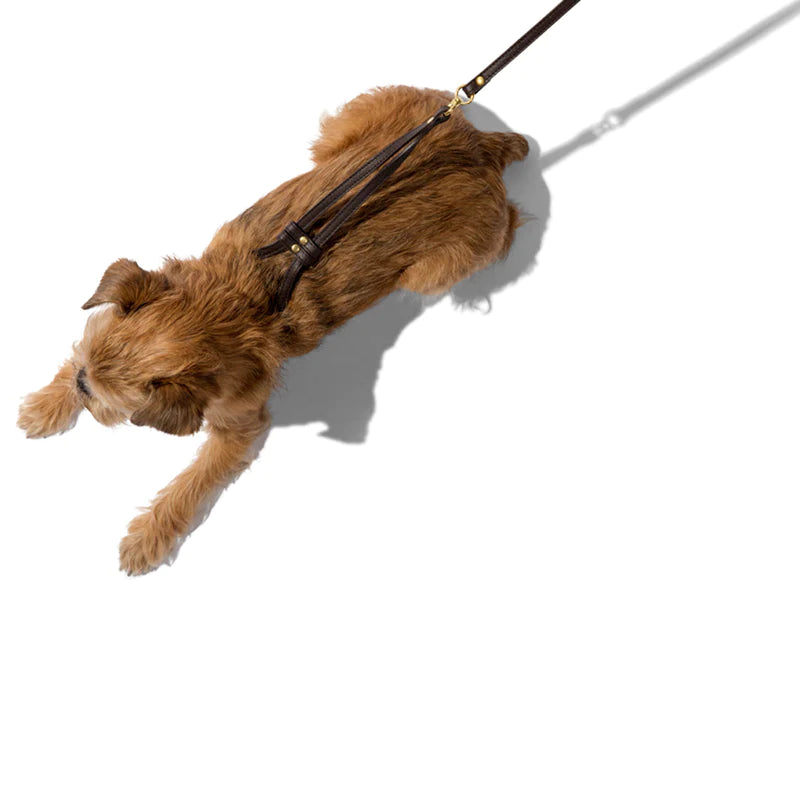 Dogbar Step-in Leather Dog Harness  w/Leash  Image