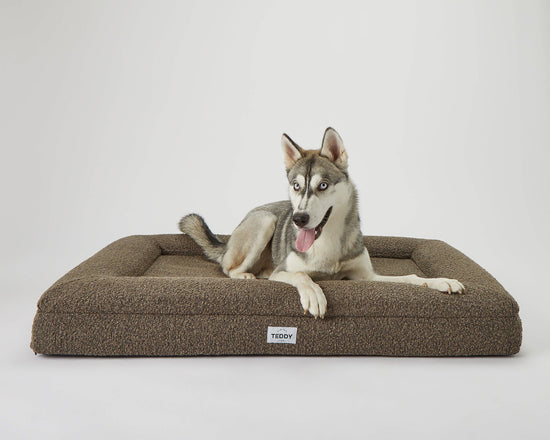 TEDDY LONDON -  BOUCLE DOG AND CAT BED Medium Image