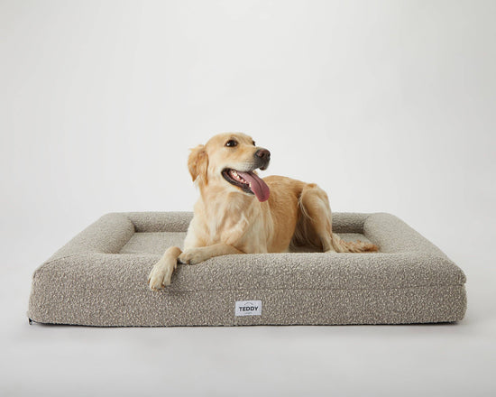 TEDDY LONDON -  BOUCLE DOG AND CAT BED Medium Image
