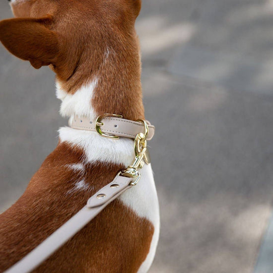 Nina Woof - Leash 4ft - Vegan Leather - Cupertino Image