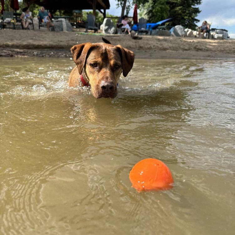 SodaPup Dog Toys - Squeak Ball Ultra Durable PUP-X Squeaking, Chewing, Floating & Retrieving Ball Image