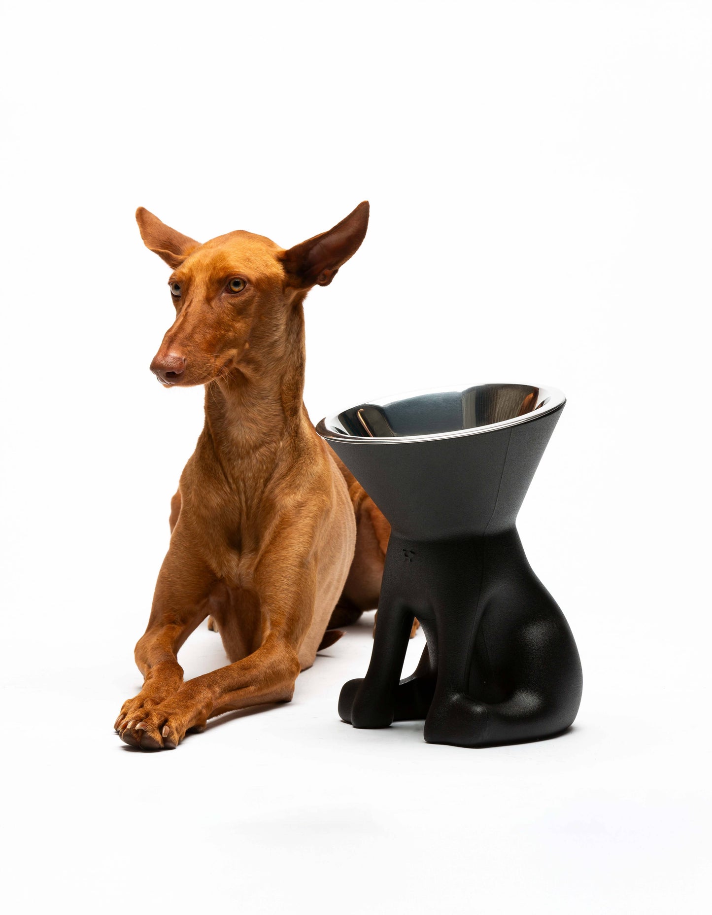 United Pets - Elizabeth: raised dog bowl