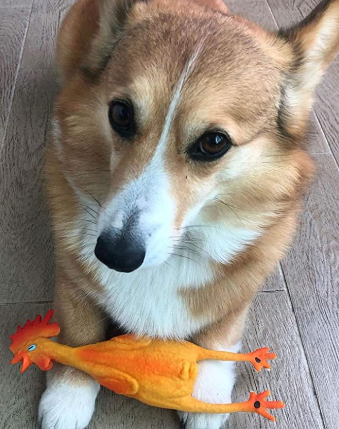 Squeaky Classic Rubber Chicken Dog Toy -  3 Sizes Small Image