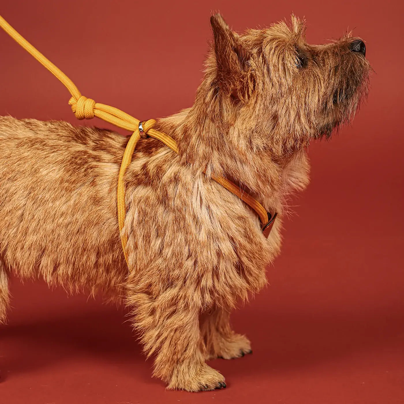 Hozi - All-in-one Harness : mustard Image