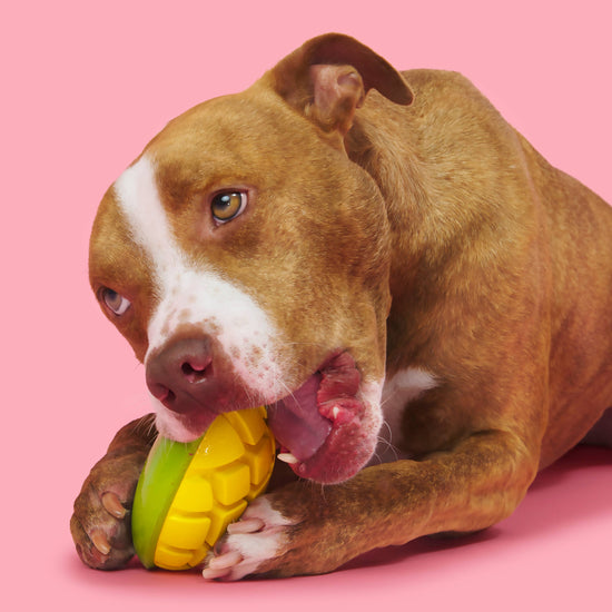 BARK Super Chewer Go Mango Dog Chew Toy L Image