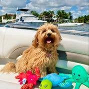 Spunky Pup - Clean Earth Recycled Plush Toys - 100% Sustainable