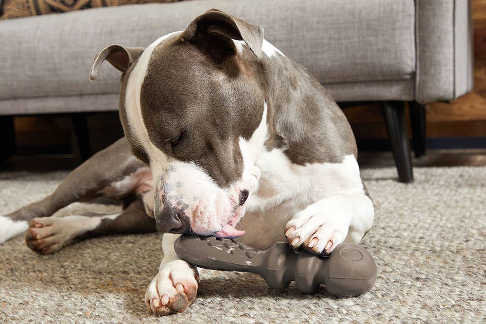 Pet Palette Distribution - BARK Buck Wild Image