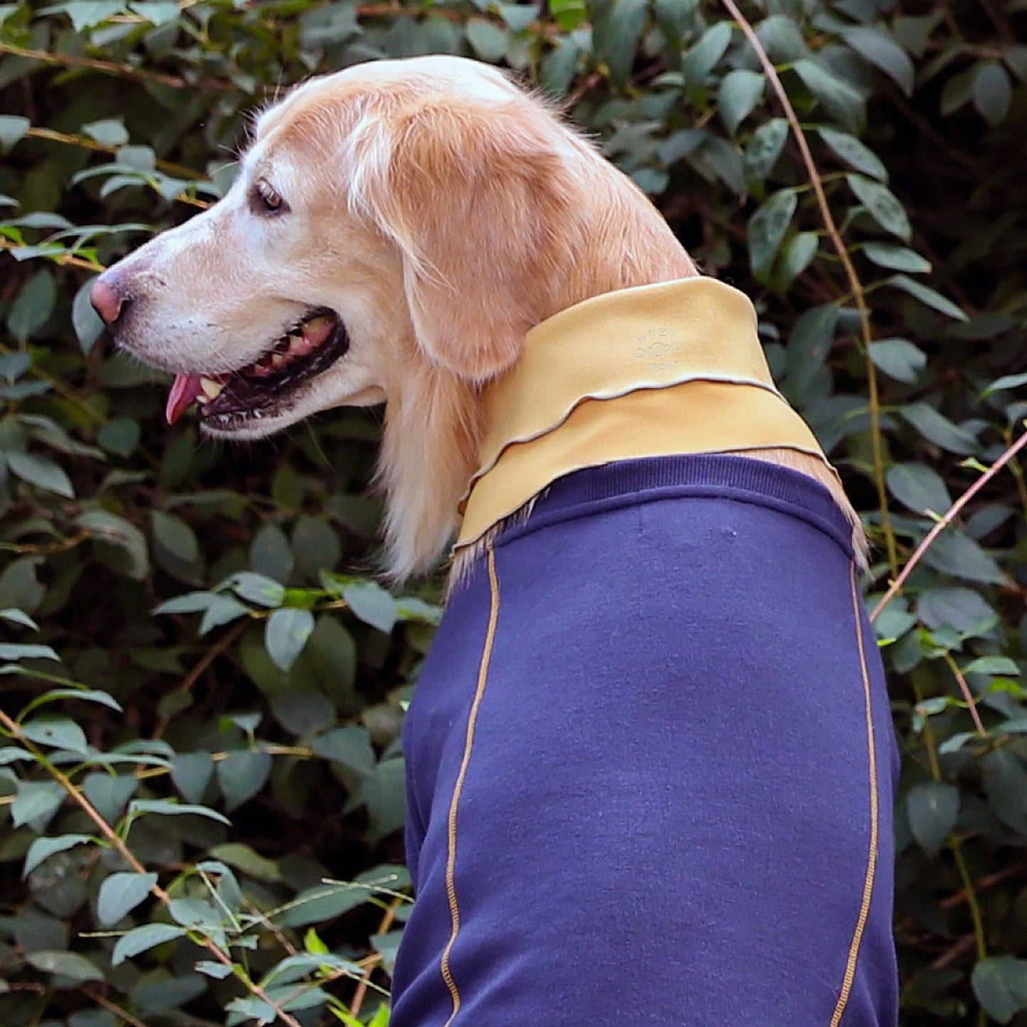 Hozi - Doggie Scarf : Mustard Image