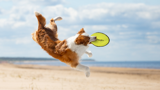 Spunky Pup - Spunky Soft Disc