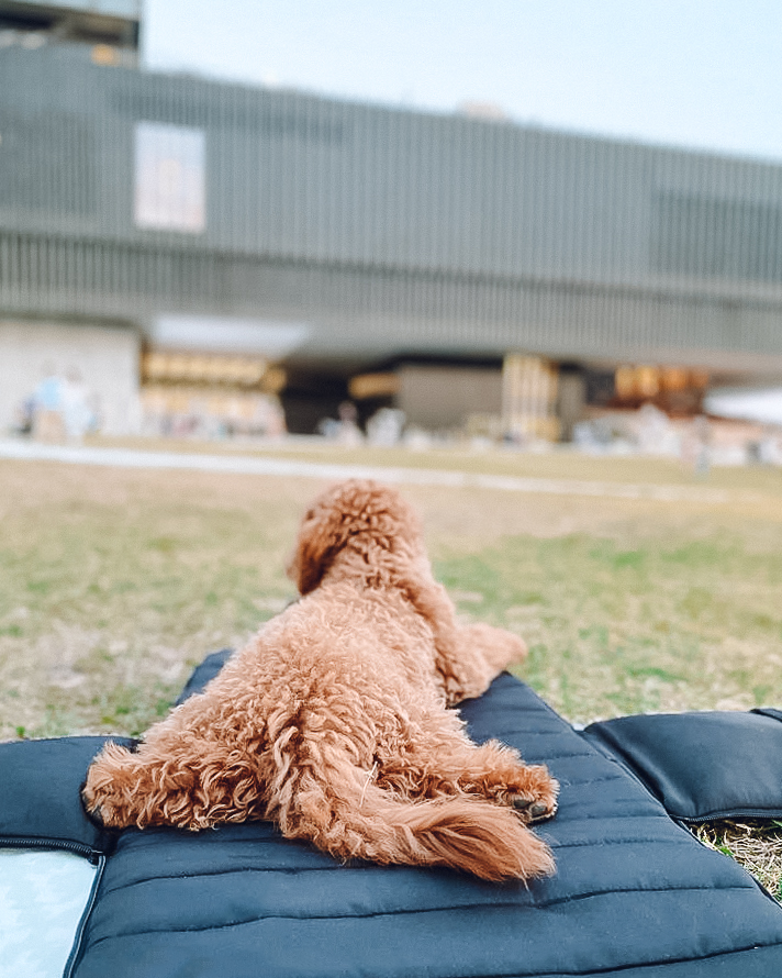 Pups & Bubs - Everywhere Convertible Tote Bag | Dog Carrier | 2 Colors Image