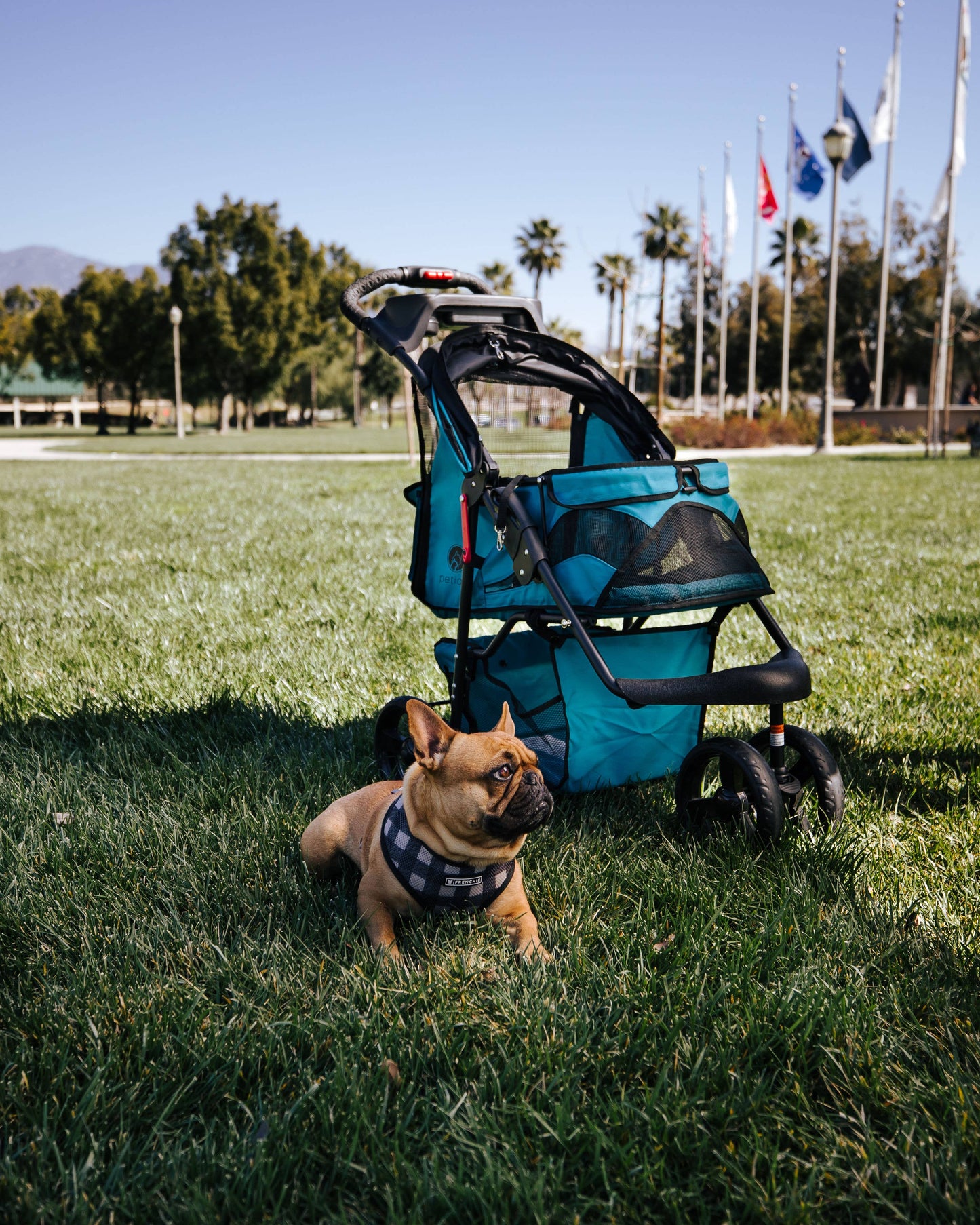 frenchie dog stroller Petique