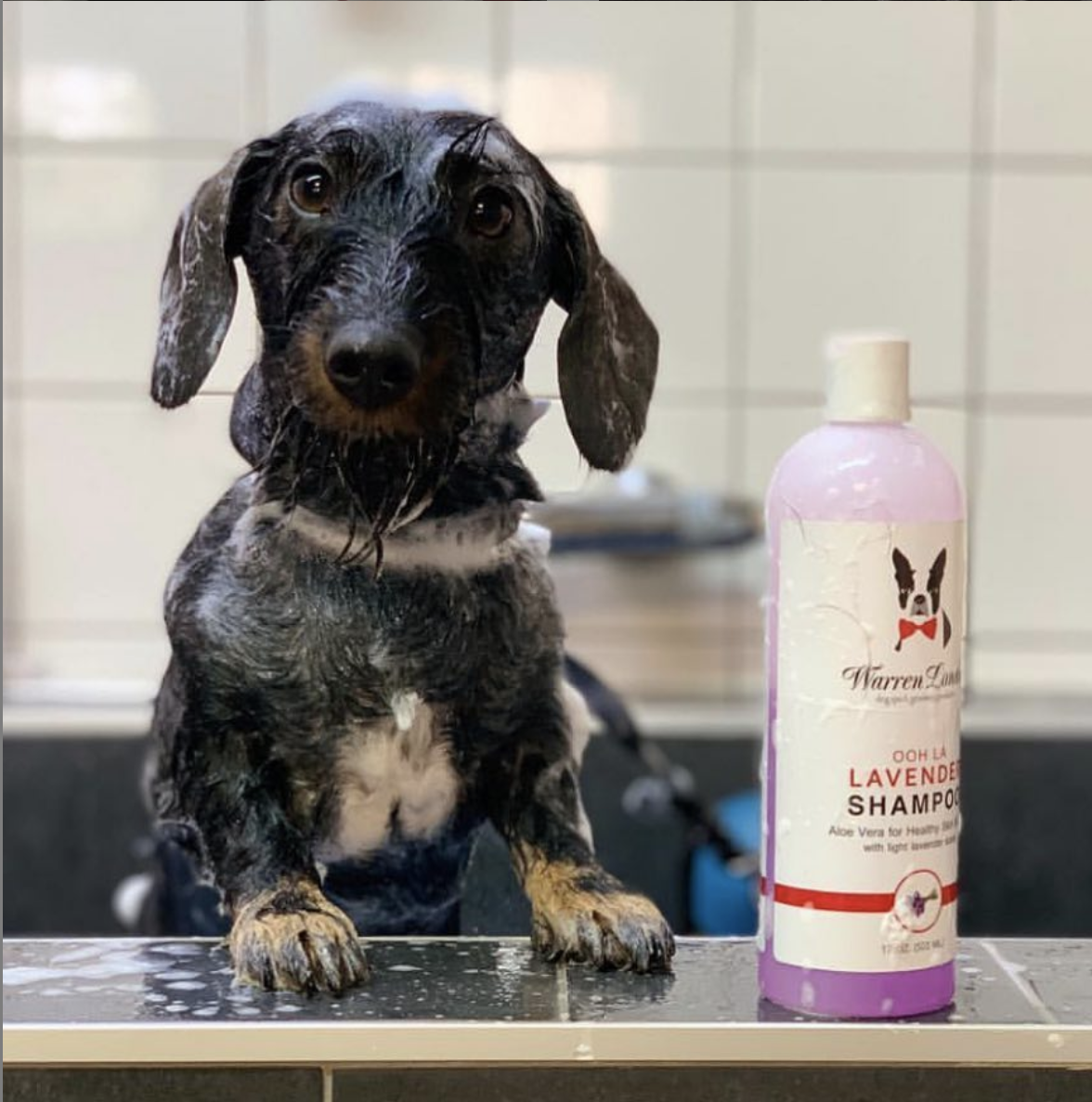 Warren London Dog Products - Shampoo: Calming Lavender - 2 Sizes Image
