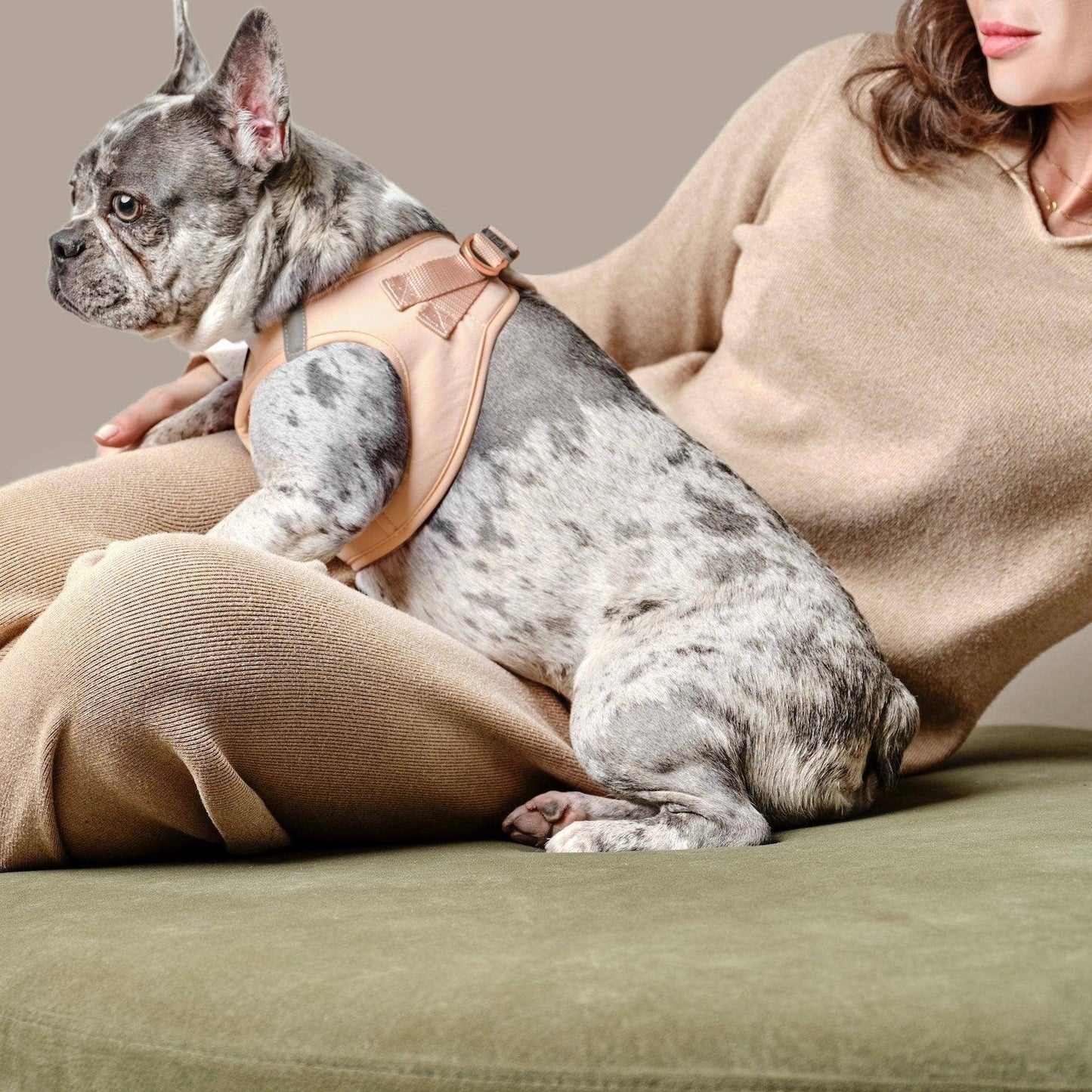 Dogistry™ - SoHo Dog Harness - Dune Image