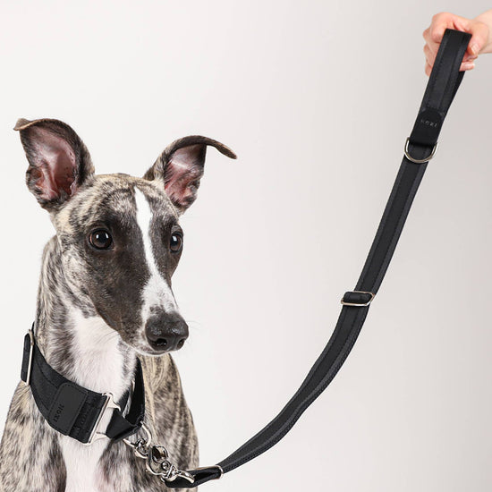 Hozi - Half Leash : Black Image