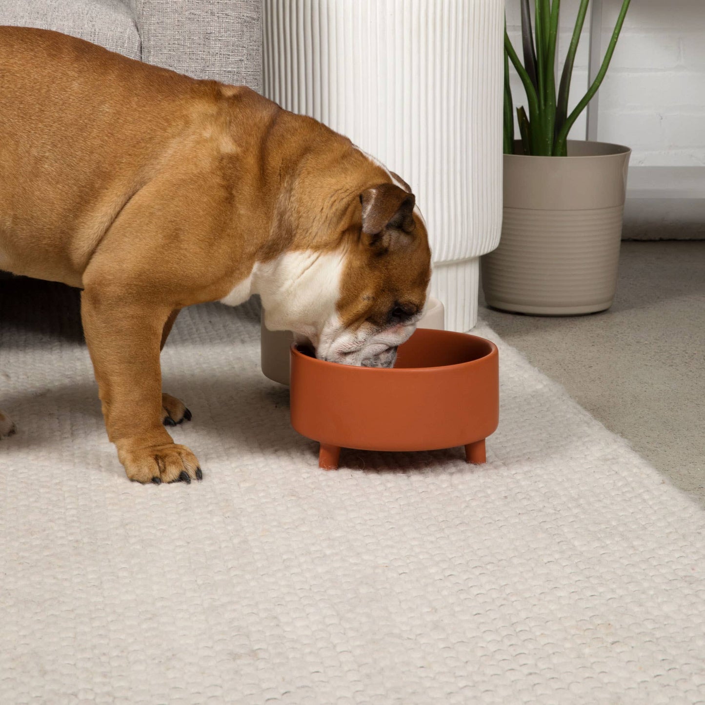 Waggo - Uplift Bowl Ceramic Dog Bowl Image