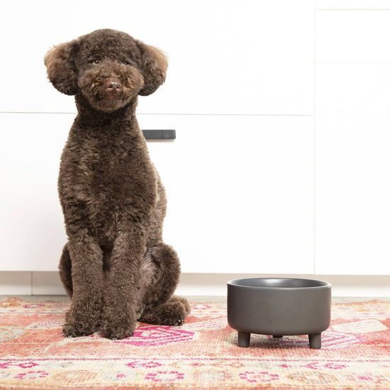 Waggo - Uplift Bowl Ceramic Dog Bowl Image