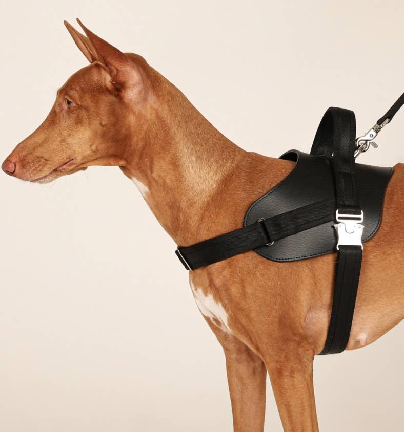 Hozi - Saddle Harness - Black Image