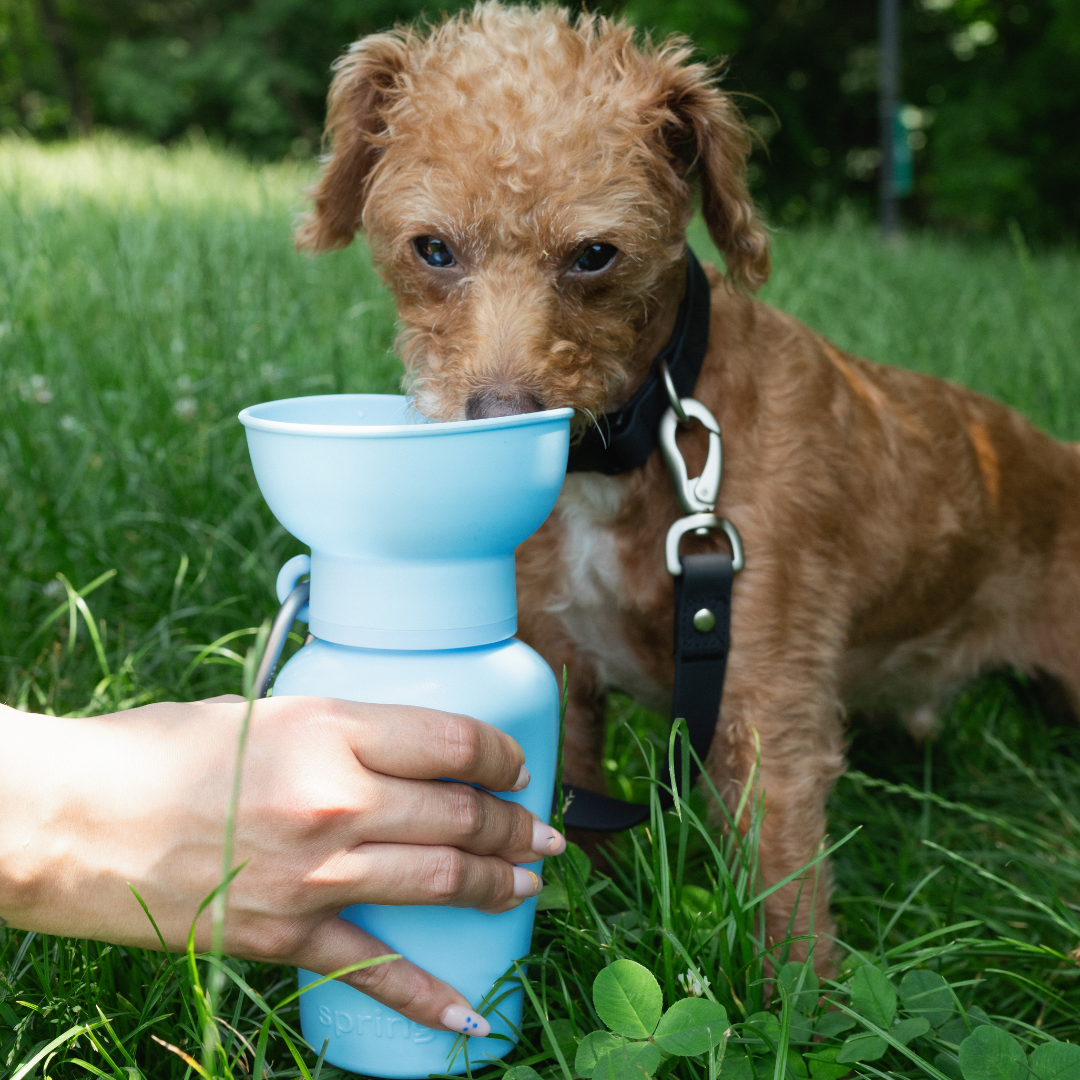 Springer Pets - Dog Travel Water Bottle, 20oz Image