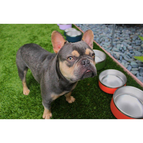 Tilley + Me - 64 oz Stainless Steel Dog Food/ Water Bowl - Dishwasher Safe  Image