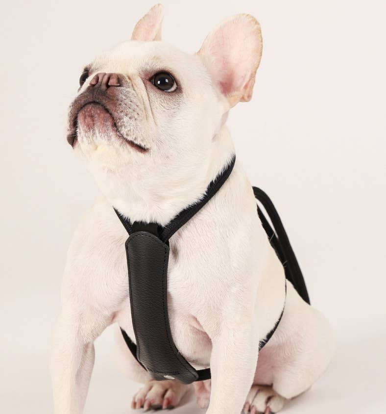 Hozi - [NEW] Essential Harness - Black Image