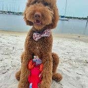 Spunky Pup - Clean Earth Recycled Plush Toys - 100% Sustainable