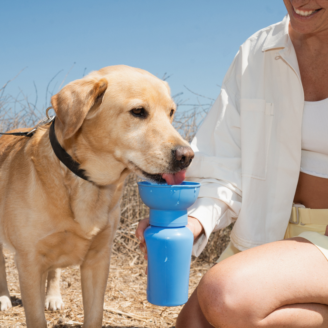 Springer Pets - Dog Travel Water Bottle, 20oz Image