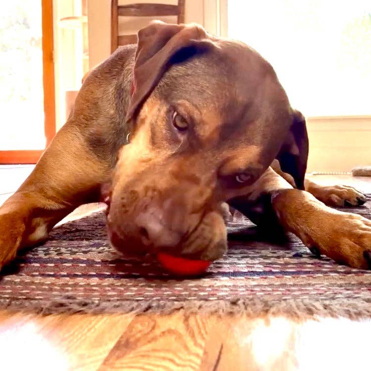 SodaPup Dog Toys - Squeak Ball Ultra Durable PUP-X Squeaking, Chewing, Floating & Retrieving Ball Image