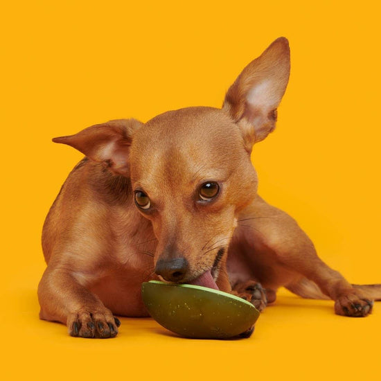 BARK Avocadoggo Super Chewer Dog Toy  Image