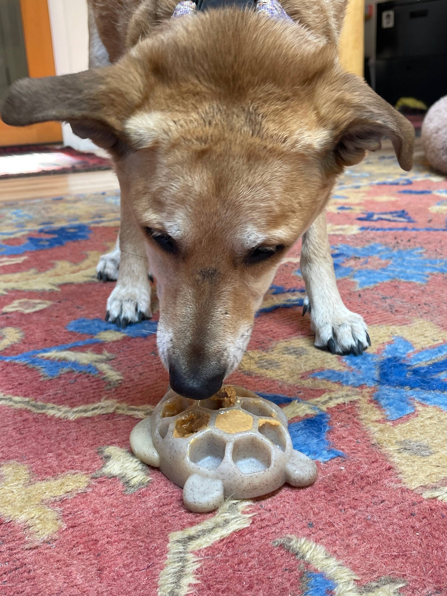 SodaPup Dog Toys - Turtle Durable Nylon Chew and Enrichment Toy Image