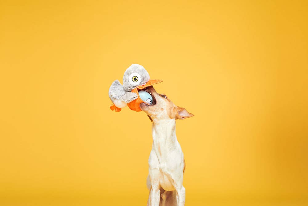 BARK Big Bill & Beak-A-Boo Fish Image