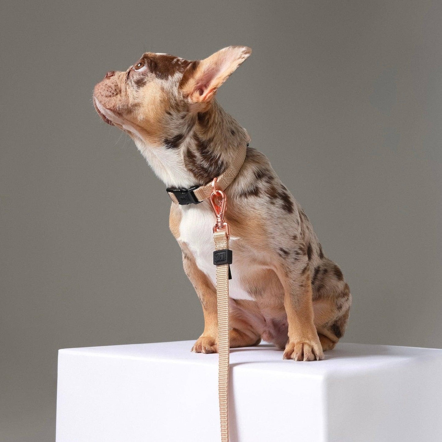 Dogistry™ - City Dog Leash - Dune Image