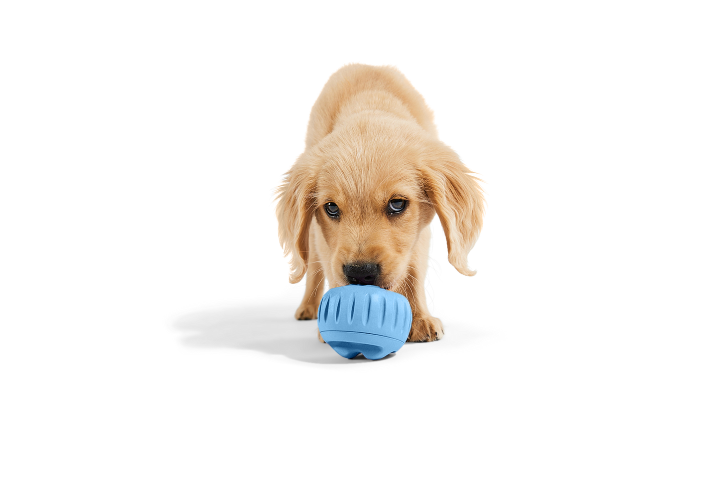 Woof - The Pupsicle - Wholesale Exclusive Color Image