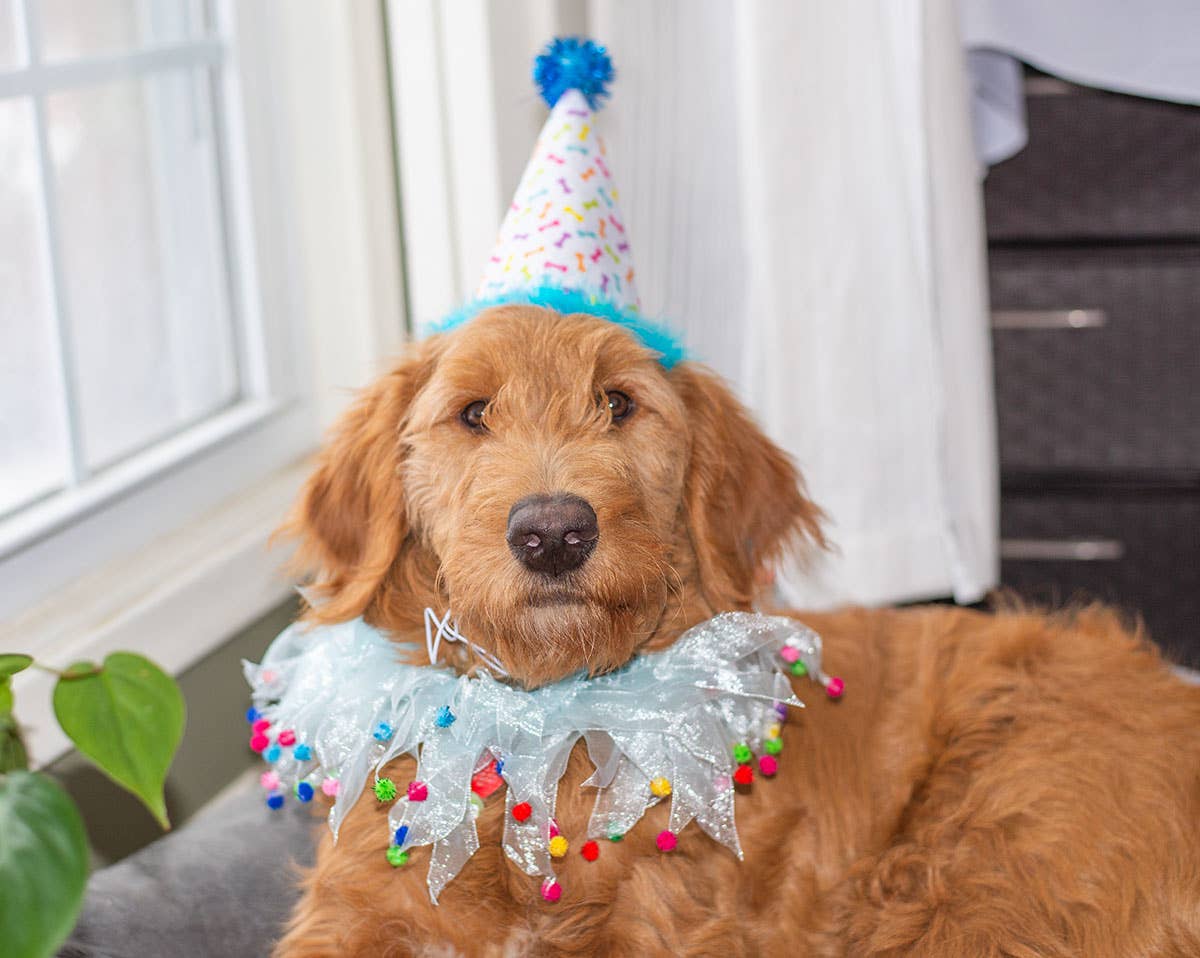 Party Hat Blue Small Image
