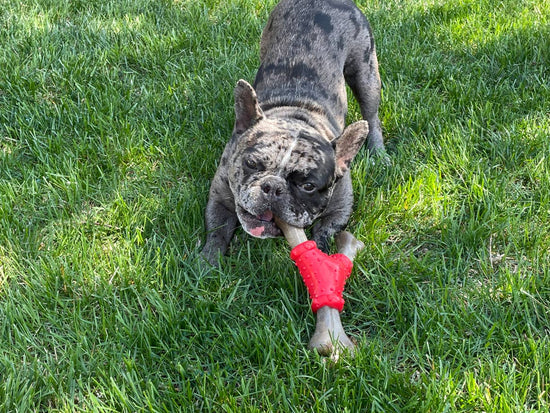 Caitec Inc - Bonetics Medium Noisy Joint Wishbone Image