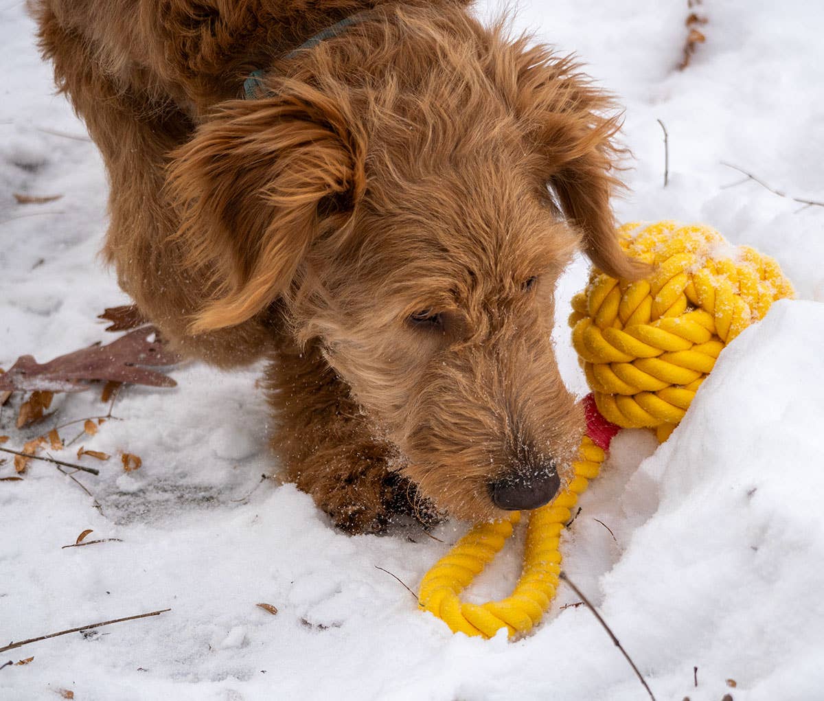 Pet Palette Distribution - ThoozyPet Ball Tug Rope Dog Toy with Handle Yellow 5" Image