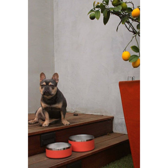 Tilley + Me - 64 oz Stainless Steel Dog Food/ Water Bowl - Dishwasher Safe  Image