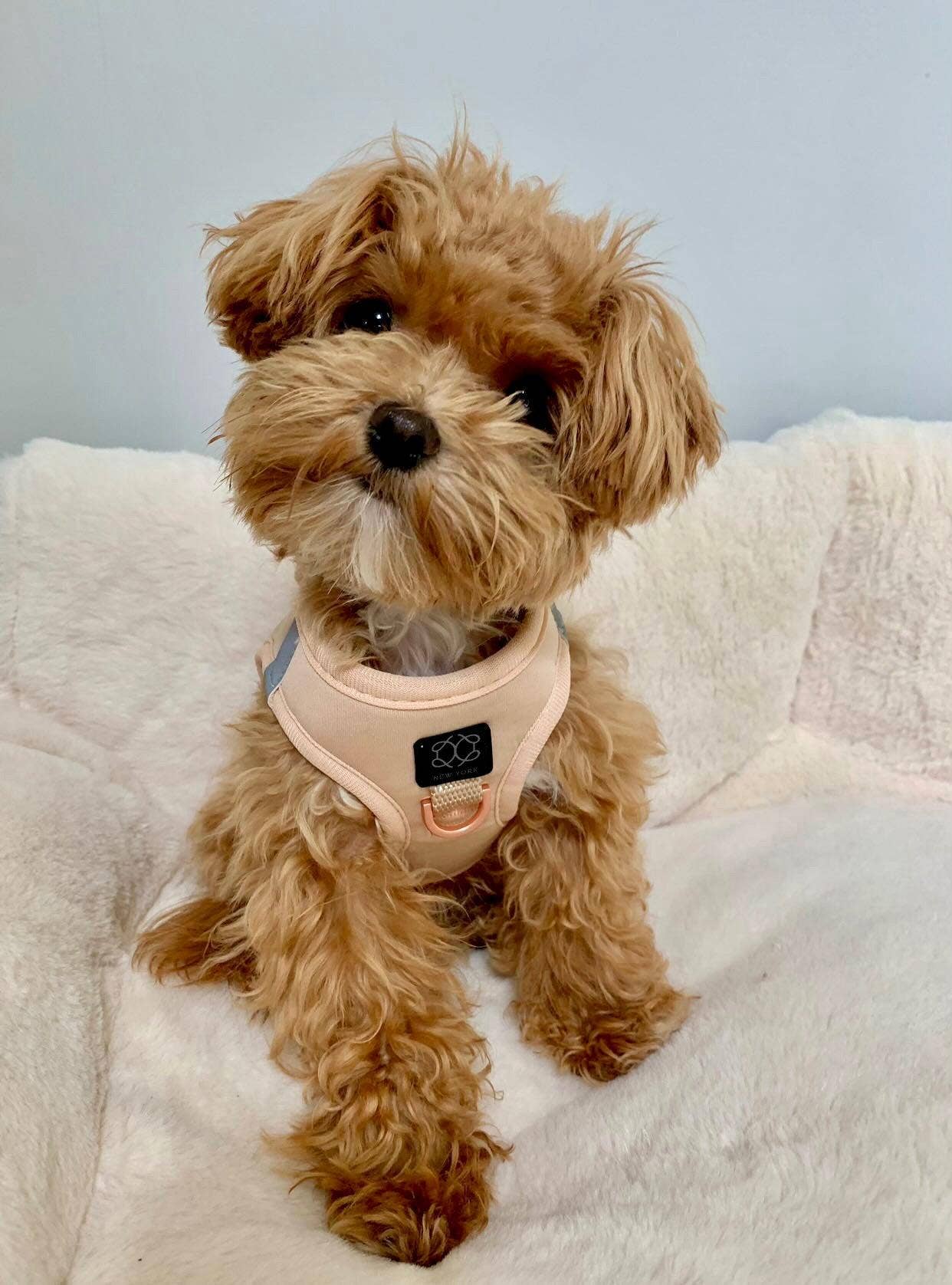 Dogistry™ - SoHo Dog Harness - Dune Image