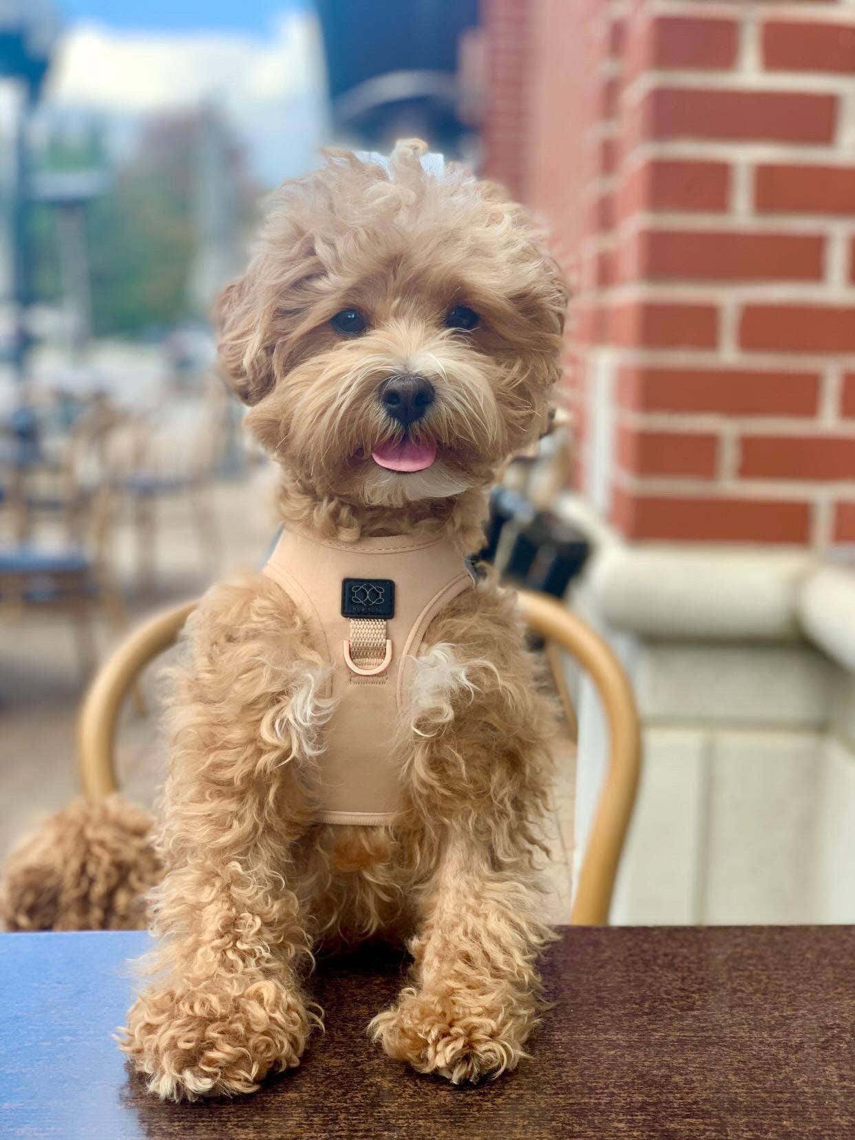 Dogistry™ - SoHo Dog Harness - Dune Image