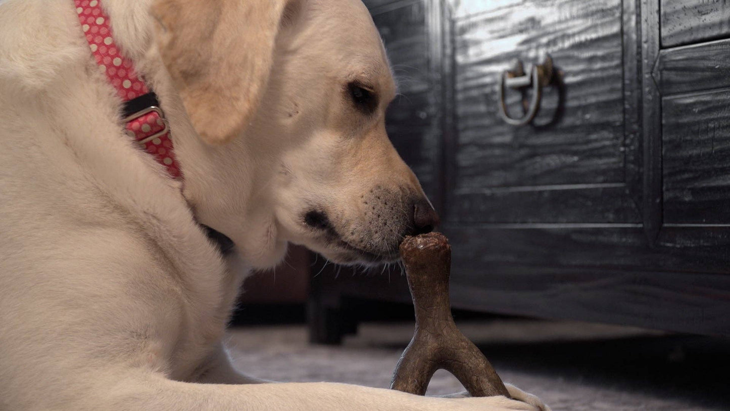 Caitec Inc - Hero Bonetics™ Wishbone Dog Chew Toy Image