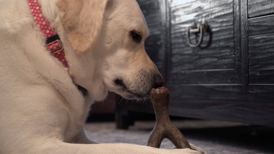 Caitec Inc - Hero Bonetics™ Wishbone Dog Chew Toy Image