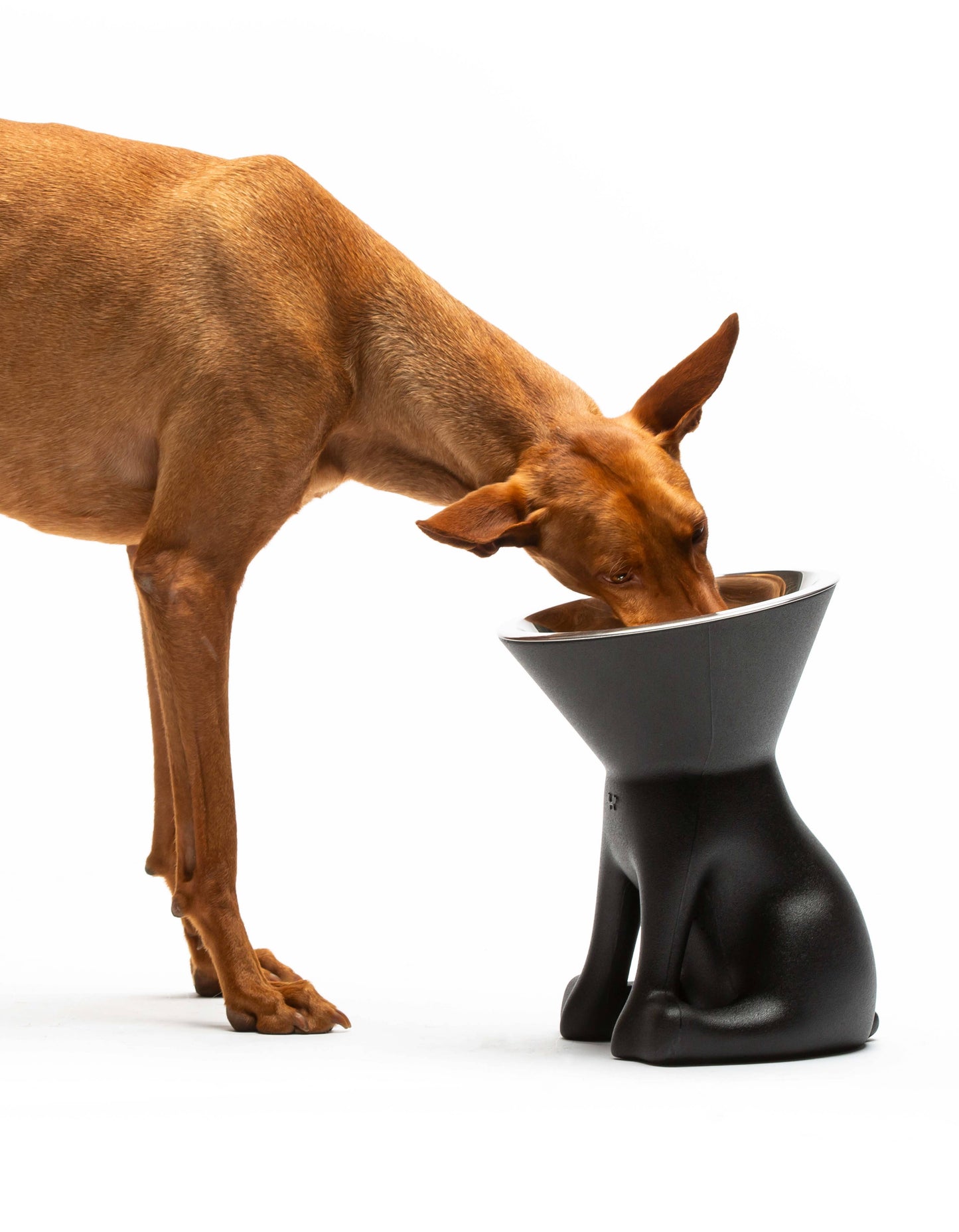 United Pets - Elizabeth: raised dog bowl