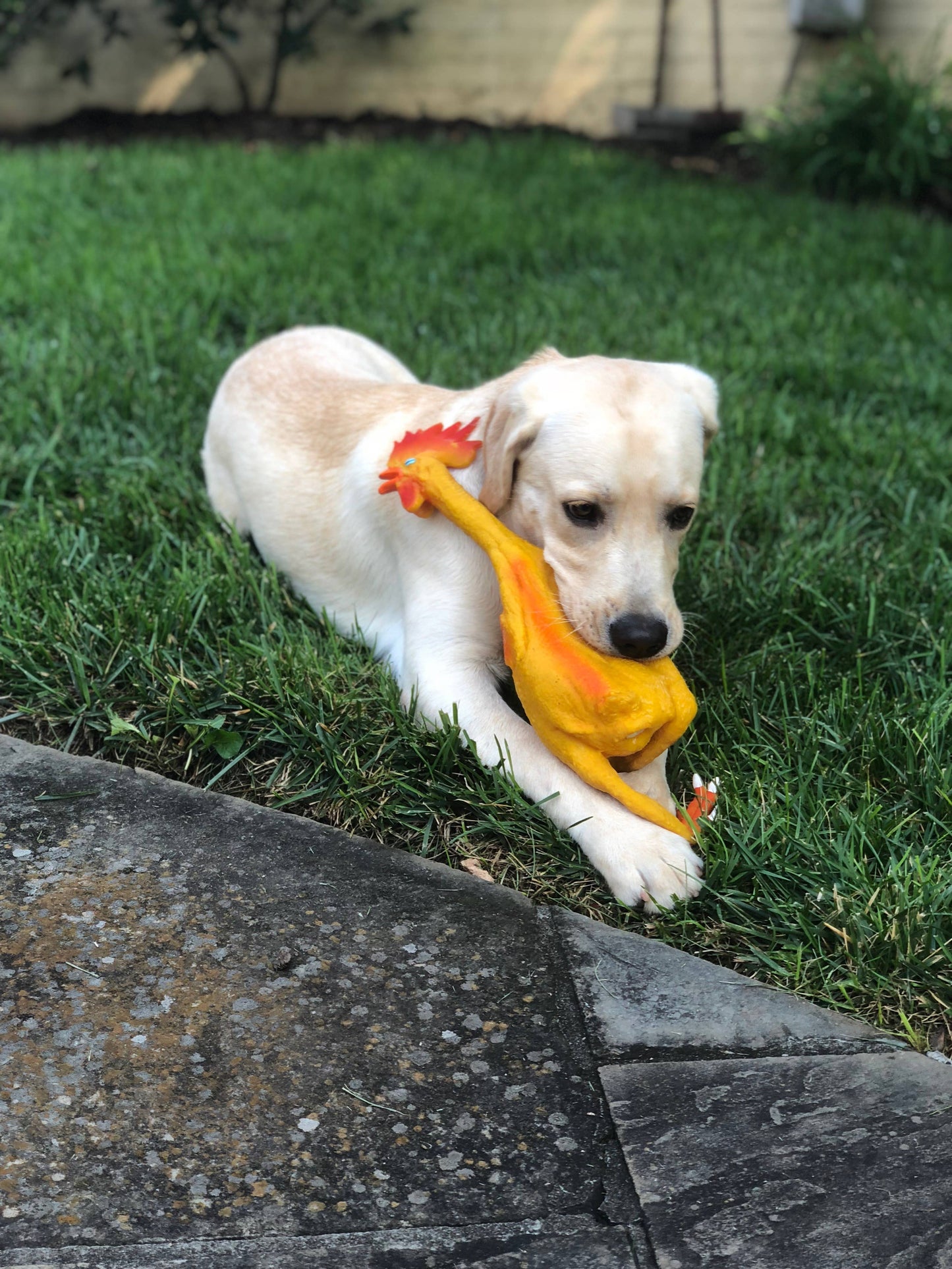 Squeaky Classic Rubber Chicken Dog Toy -  3 Sizes  Image