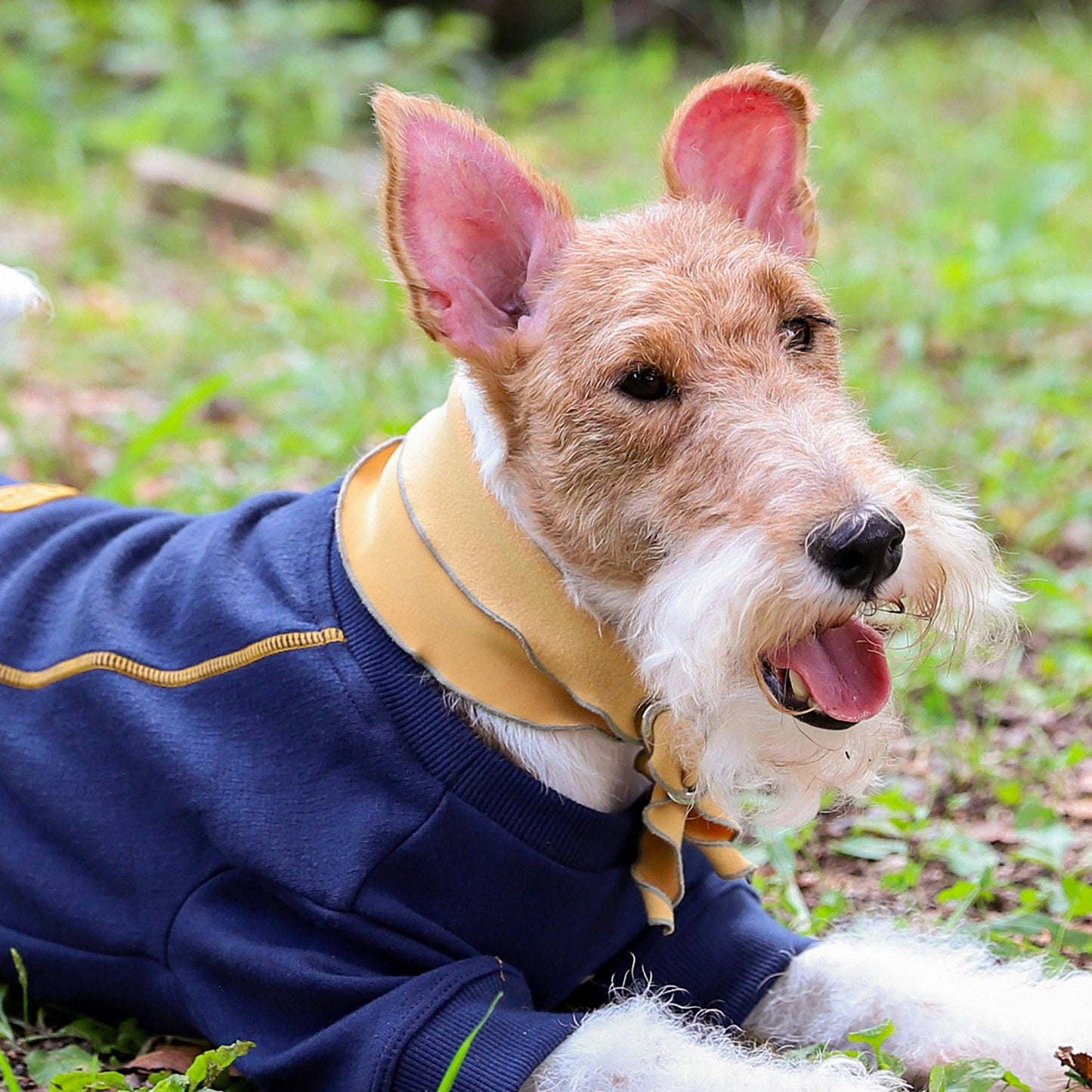 Hozi - Doggie Scarf : Mustard Image