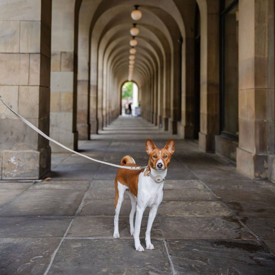 Nina Woof - Leash 4ft - Vegan Leather - Cupertino Image