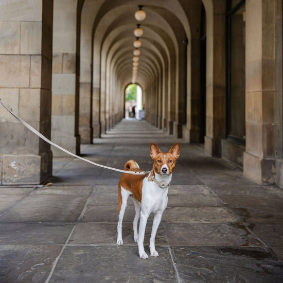 Nina Woof - Leash 4ft - Vegan Leather - Cupertino Image