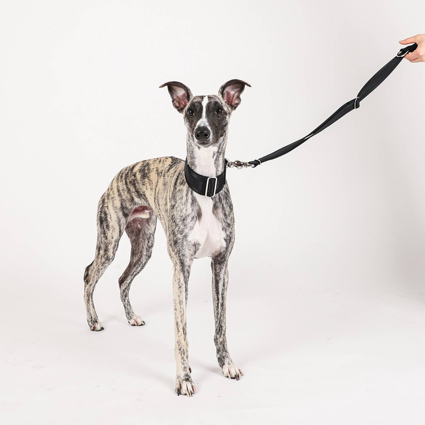 Hozi - Half Leash : Black Image