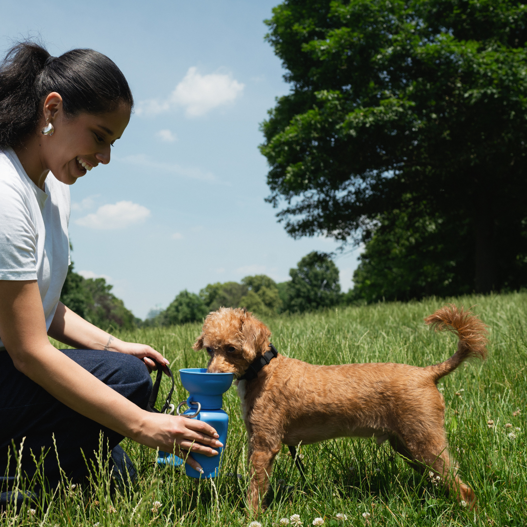 Springer Pets - Dog Travel Water Bottle, 20oz Image