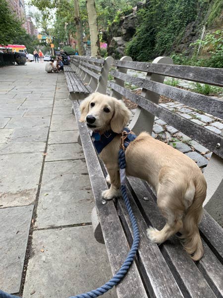 SASSY WOOF - Dog Rope Leash - Nautical Image