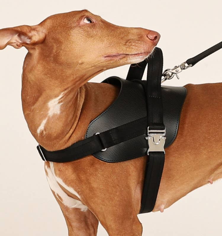 Hozi - Saddle Harness - Black Image