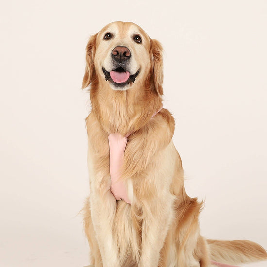 Hozi - Essential Harness - Pink Image